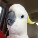 .gyr0