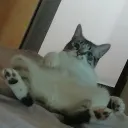 vitortartaro