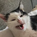 okkulti
