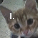 avatar Lince