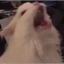 canuckcaliber