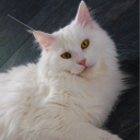 shikittylovesrin268's Avatar