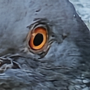 mostreammo member profile picture
