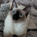 Discord Avatar