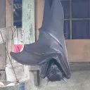 batp0lar