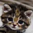 _tigerlily_