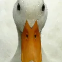 enqi9313
