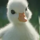 ducky7126