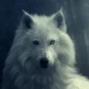 dinn.white.wolf
