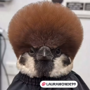 avatar Szaajcar