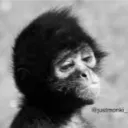 monkeyofthearctic