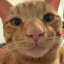 mrsniff