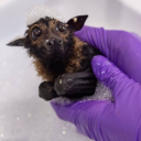 avatar ♰ 𝔩𝔲𝔠𝔠𝔞 ♰