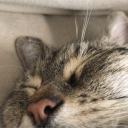 avatar BöseBrezel(RasanteRobbe)