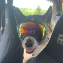 _battleshiba