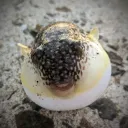 fugu8917