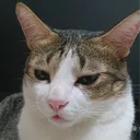 ConyTheCat