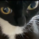 avatar ‧₊˚✧qonn