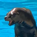 normaniac.