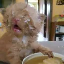 stupiddumbcat
