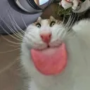 bella_tao
