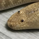 crow5211#8946's avatar