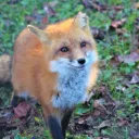 firefoxx_1