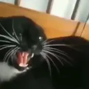 catterlamp