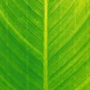 leafed7050