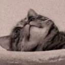 avatar ॰｡ཻ˚✧ ࣪.•