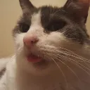 katusawesomus