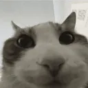imnxtroz