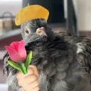 berdhub