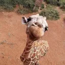 othergiraffe.
