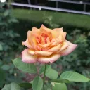 rosepeach