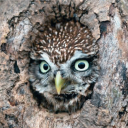 avatar Syczewski