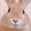 floomatic