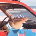 holigator