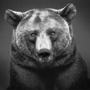 grizzlyred