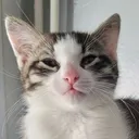 lafumee