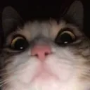 Dome's Avatar