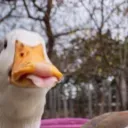 wpyke