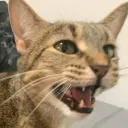 toriat
