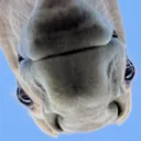 0null