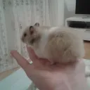 masamunelps