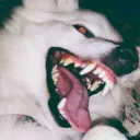 suleymanfx
