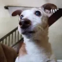 drderrp