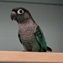 stephieku