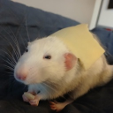 avatar Yenni's Honeybee🐝