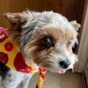 avatar Yenni's Honeybee🐝